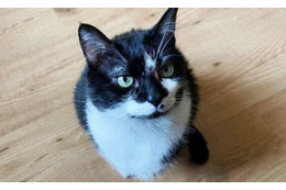 最強のネコGK現る！「スーパーセーブ11連発」がすごいぞ 画像