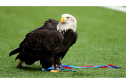 心臓発作で急死　クリスタル・パレスの名物鷲に悲劇 画像