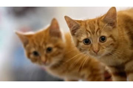 2本脚で立ってボールを掴み取る！「最強ニャンコGK」がスゴすぎる 画像