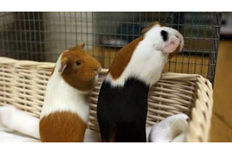 エヴラ、小動物をビビらせる 画像