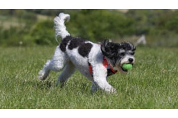 可愛すぎ！元横浜Fフットレ、「犬にサッカーの英才教育」する 画像