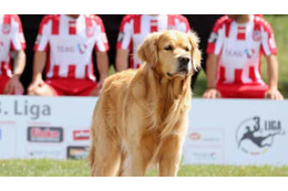 試合中にでっかいイヌ乱入！靴を奪って駆け回る、取り上げられてスネる 画像