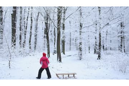 イブラ、森を買う 画像