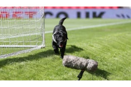 サッカーが好きすぎて主審から一発レッドを提示されたワンコがこちら 画像