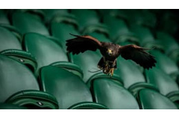 名門リーベル、ピッチを守るために鷹2羽を雇う　そのワケとは 画像