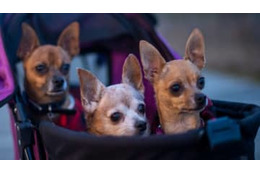 DVで離婚したギグスと元妻、「犬」で揉める 画像