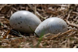 生命の奇跡…サッカーの試合中、鳥がピッチに卵を生む 画像