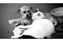 プレミアクラブ、選手に「この女に関わるなリスト」を配布 画像