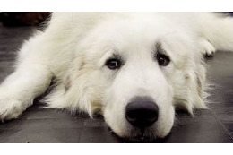 イタリア代表に新マスコット誕生！「犬」モチーフで夢を叶えないか 画像