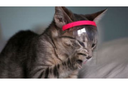 怪盗「キャット」「ジェット・リー」…PSG選手らの家に侵入した窃盗団が裁判に 画像