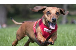 フリーキックが「犬に当たってゴール」で話題 画像