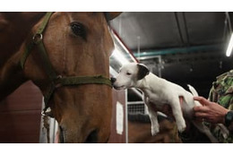 デフリンピック予選の試合、「馬と犬2匹が連続乱入」する 画像