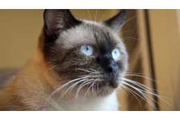 JFL昇格を賭けた地域CL、グループ分けが決定！おこしやす京都とCriacao Shinjukuが同組に 画像