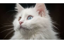 12日開幕！”3日で3試合”「地域チャンピオンズリーグ」のだいたい 画像