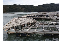 カキ養殖が津波で打撃、三重 画像