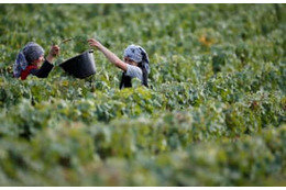 仏、シャンパン売上高が最高に 画像