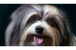 インモービレ、子犬とたわむれる 画像