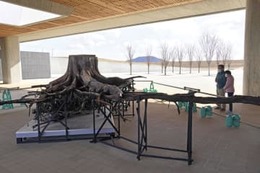 津波に耐えた一本松の根を公開 画像