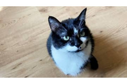 ネコ虐待のズマは見習え！試合に乱入した猫を丁重に扱う3部選手が話題に 画像