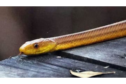 試合中、全長2メートルの大蛇が乱入！選手も大混乱に 画像