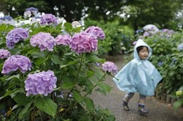 4地方が梅雨入り 画像