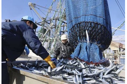 サンマ水揚げ量、10年前の1割 画像