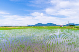 田んぼの横を通った瞬間「たかしがいる！」指を先にあったものとは！？ 画像