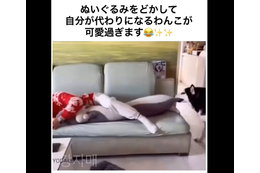 2024年、ナンバーワンほっこり動画に決定！飼い主が抱える「ぬいぐるみ」に嫉妬する大型犬のかわいすぎる行動