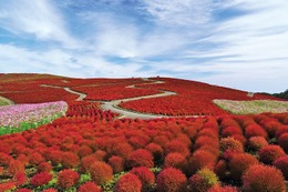 国営ひたち海浜公園で秋イベント、“赤の絶景”コキアや限定グルメを堪能 画像