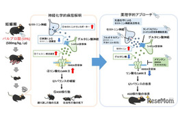 自閉スペクトラム症の新たな病態メカニズムを解明、藤田医科大らの研究