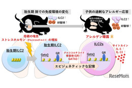 妊娠中の喘息・子供の喘息悪化のメカニズム解明…九州大