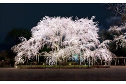 六義園で春の風物詩・夜間ライトアップ、3月22日から しだれ桜や和菓子堪能し風情ある時間を