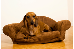 なぜか”怯えた顔”でおすわりする愛犬。次の瞬間、愛犬がおとなしい理由に「正直な犬」「思わず笑った」 画像