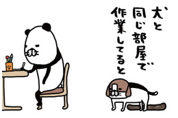 犬と同じ部屋で「作業あるある」。自分のベッドで寝ないで…わざわざ愛犬が向かう場所は？【パンダと犬 ＃９】 画像