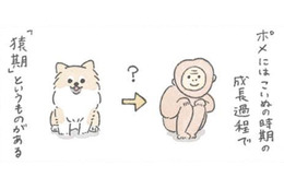 ポメラニアンは成長中の換毛期に「サル」のようになる…?! でもかわいさは今も昔も変わらない【うちのむっくはいつも楽しそう #８ 】