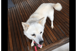 散歩に大喜びな愛犬　しかし、リードを付けた瞬間⇒玄関から”動かない理由”に「どっちなの？」「しっぽだけは元気」 画像