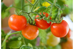 家庭菜園を持つ70代の祖父母 孫がミニトマトの苗を倒すと⇒祖父母の”優しすぎる対応”に「思わず笑顔になった」 画像