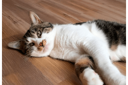 お腹が腫れている猫…慌てて病院へ行くと→獣医の“衝撃の一言”に「笑った」 画像