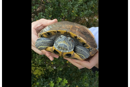 ベランダで飼っている亀 なぜかエレベーターの近くで発見⇒「なんでここに?!」亀がいた”まさかの理由”に驚愕 画像