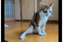2階のベランダから落ちた愛猫　病院では異常なく家に帰ると…⇒まさかの様子に「すごいな～」「甘えたかったのかな」 画像