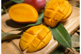 インドで…窓を開けたままマンゴーを食べると⇒「え、噓でしょ!」窓から”野生の動物”が来て「今でも忘れられない」 画像