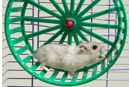 暗闇で回し車を走るハムスター　そっと電気をつけてみると⇒見せた“意外な表情”にほっこり 画像