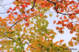 【中学受験】今週末行ける首都圏中高一貫「学校見学」11/22-24…豊島岡女子、青山学院横浜英和など