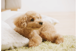 エアコンの風が好きな犬　お気に入りのぬいぐるみを集めると⇒思いがけない行動に「なんて可愛いの！」 画像