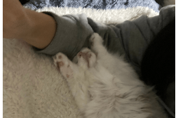 大人しい性格の子猫　保護してから1週間が経つと⇒まさかのポーズに「おっさんみたい」 画像