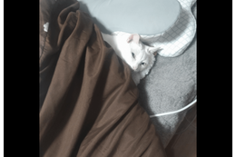 部屋からいなくなった猫　ベッドに入ろうとした瞬間⇒「同化しすぎ」まさかの場所に驚き！ 画像