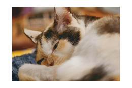 世界は優しさで溢れている！ 外猫だったミケちゃんを治療室内に迎え入れるまで【続 ミケちゃんとやすらぎさん #３】 画像