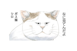 この町を守るのがおれの使命！ 強くなければ生きていけない…ボス猫・シロの生き様とは？【続 ミケちゃんとやすらぎさん #４】 画像