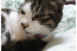 ベランダで…愛猫が網戸に猛ダッシュ　スイスイ登る姿に「忍者！？」しかし次の瞬間⇒まさかの弱点に「あまりに面白い」 画像