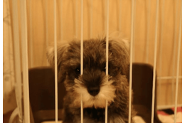 初めて飼った愛犬……白黒だった子犬が1年後→まさかの姿に「珍しいね！」 画像